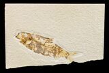 Fossil Fish (Knightia) - Wyoming #159553-1